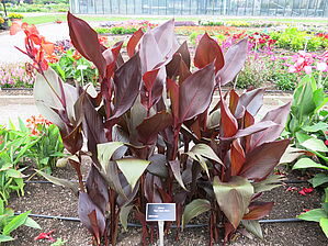 Impossible d'afficher l'image