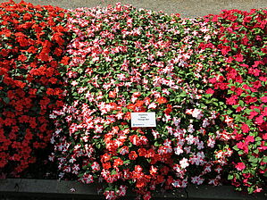 Impossible d'afficher l'image