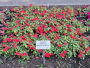 Impossible d'afficher l'image