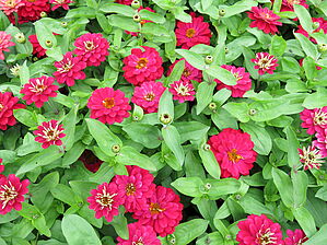 Zinnia 'Double Zahara Cherry Improved' Impossible d'afficher l'image