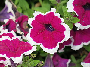 Petunia Tea 'Purple White Edge' Impossible d'afficher l'image