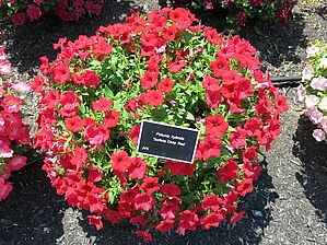 Impossible d'afficher l'image