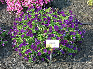 Petunia Supertunia 'Royal Velvet' Impossible d'afficher l'image