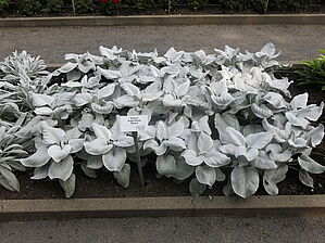 Senecio candicans Angel Wings 'Senaw' Impossible d'afficher l'image