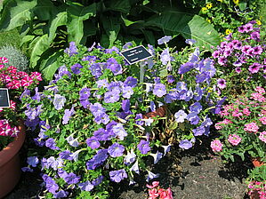 Petunia Ramblin 'Sky Blue' Impossible d'afficher l'image