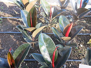 Impossible d'afficher l'image