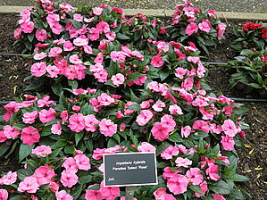 Impossible d'afficher l'image