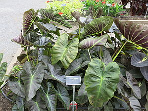 Impossible d'afficher l'image