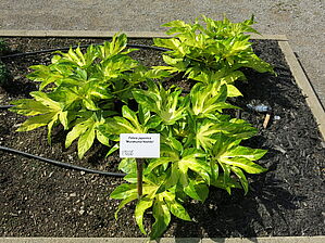 Impossible d'afficher l'image