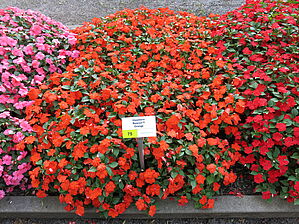 Impossible d'afficher l'image