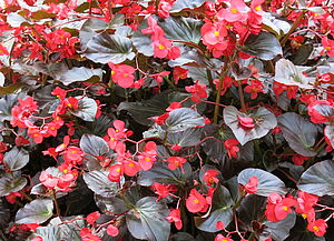 Begonia 'Viking XL Red on Chocolate' Impossible to display the image