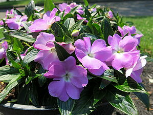 Impossible d'afficher l'image