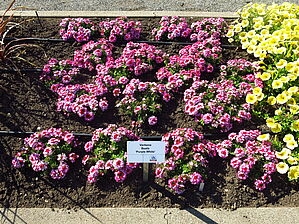 Verbena Beats 'Purple White' Impossible d'afficher l'image