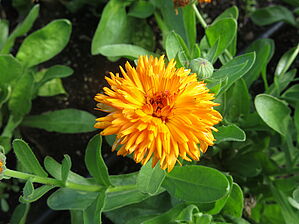 Calendula 'Calexis Orange' Impossible to display the image