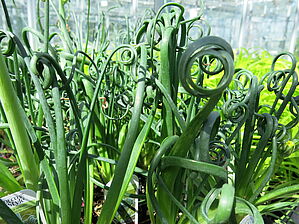 Albuca 'Frizzle Sizzle' Impossible d'afficher l'image