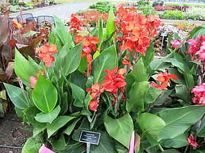 Impossible d'afficher l'image