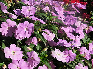 Impossible d'afficher l'image