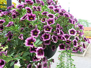 Impossible d'afficher l'image