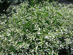 Impossible d'afficher l'image