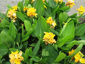 Impossible d'afficher l'image