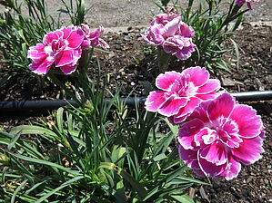 Impossible d'afficher l'image