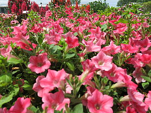 Petunia Dekko 'Star Coral' Impossible d'afficher l'image