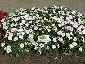 Impossible d'afficher l'image