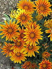 Impossible d'afficher l'image