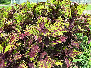 Plectranthus Under the Sea 'Fish Net' Impossible d'afficher l'image