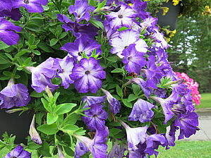 Petunia (Pot) Sanguna Patio 'Radiant Dark Blue' Impossible d'afficher l'image