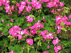 Impossible d'afficher l'image