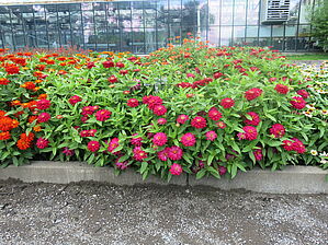 Zinnia 'Double Zahara Cherry' Impossible d'afficher l'image