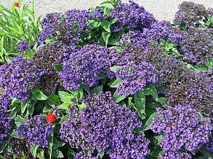 Impossible d'afficher l'image