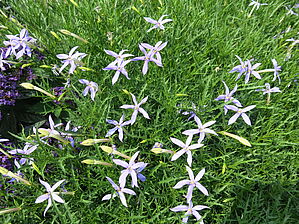 Impossible d'afficher l'image