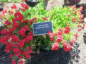 Impossible d'afficher l'image