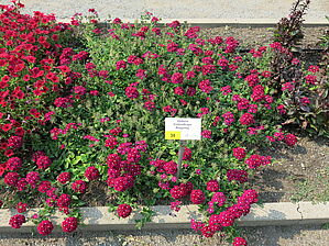 Verbena EnduraScape 'Burgundy' Impossible d'afficher l'image