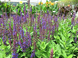 Salvia Swifty 'Violet Blue' Impossible d'afficher l'image