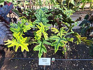 Alocasia 'Jacklyn' Impossible d'afficher l'image