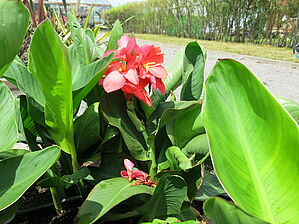 Impossible d'afficher l'image