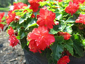 Impossible to display the image