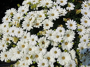 Impossible d'afficher l'image