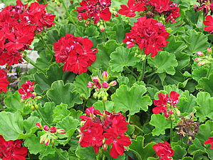 Impossible d'afficher l'image