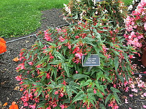Begonia 'Funky Pink' Impossible to display the image