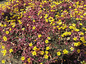 Impossible d'afficher l'image