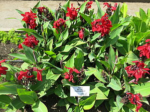 Impossible d'afficher l'image