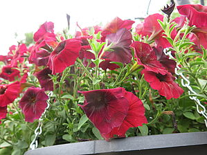 Impossible d'afficher l'image