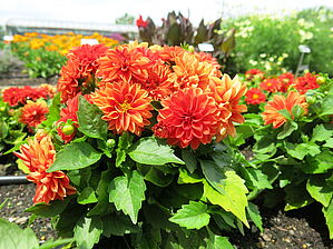 Impossible d'afficher l'image