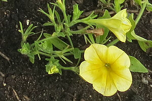 Impossible d'afficher l'image