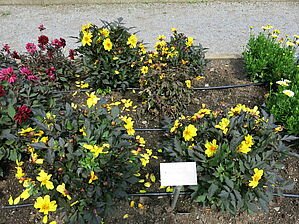 Impossible d'afficher l'image