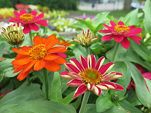 Zinnia (Pot) Profusion 'AAS mix' Impossible d'afficher l'image